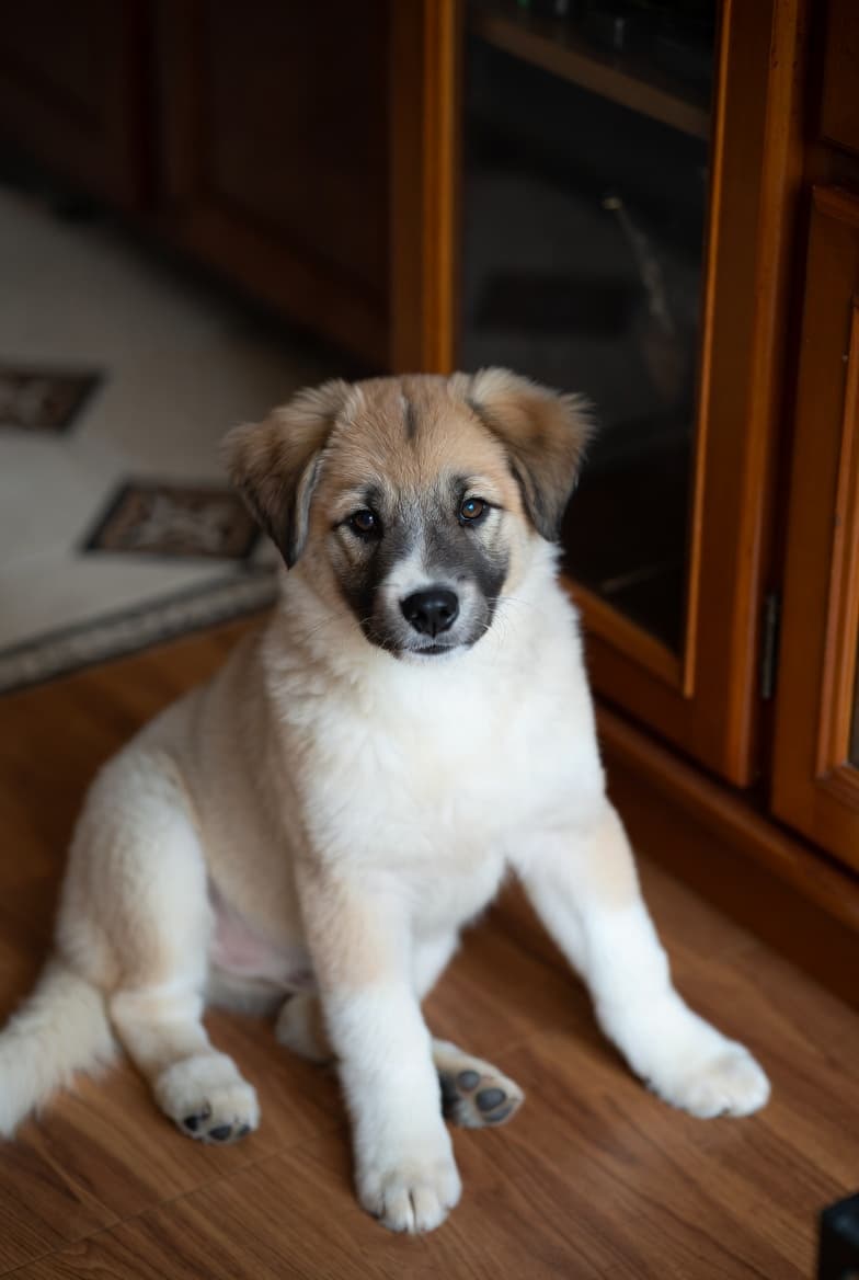 Chien Boo : prix, caractère et où en adopter un